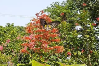 Maharashtra Largest Butterfly in the country found at Radhanagari Butterfly Sanctuary