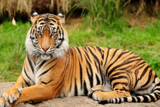 Tiger kills 7 people in 2 months in Fatehpur range