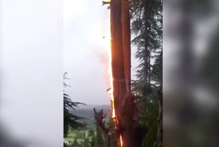 lightning-strikes-sanzipora-mawer-forest-in-handwara