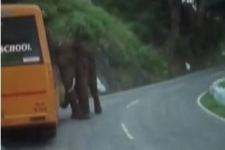 A wild elephant attacks a school bus! Vehiclist suffer