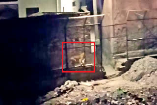 uldar-hunted-dog-in-haridwar-video-goes-vir