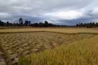 Monsoon reaches Chhattisgarh