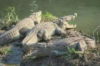 World Crocodile Day : માણસ સાથે મગરો વસવાટ કરતી નગરી, પરંતુ મગરોના અસ્તિત્વ પર જોખમ