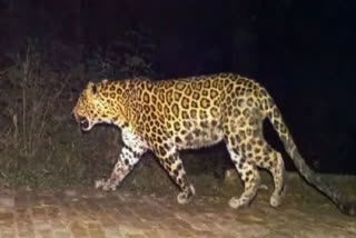 Man-eater Leopard Fear Prevails in URI: اوڑی میں ’آدم خور‘ تیندوے کا خوف برقرار، لوگوں سے احتیاط برتنے کی اپیل