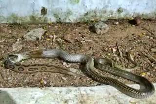 snake swallows other snake in Andhra Pradesh  Vishakhapatnam news  Snake rescue news  ಆಂಧ್ರಪ್ರದೇಶದಲ್ಲಿ ಹಾವನ್ನು ಅರ್ಧ ನುಂಗಿ ಹೊರ ಹಾಕಿದ ನಾಗ  ವಿಶಾಖಪಟ್ಟಣಂ ಸುದ್ದಿ  ಹಾವು ರಕ್ಷಣೆ ಸುದ್ದಿ