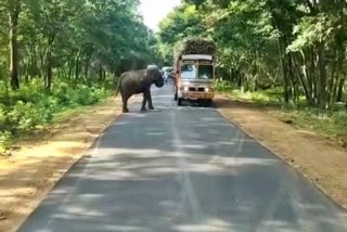 Sugarcanes eaten by wild elephant in ChamarajNagar, Sugarcanes load carrying lorry, ChamarajNagar news, ಲಾರಿ ತಡೆಗಟ್ಟಿ ಕಬ್ಬು ತಿನ್ನುತ್ತಿರುವ ಕಾಡಾನೆ, ಕಬ್ಬು ಹೊತ್ತು ಹೊಯ್ಯುತ್ತಿರುವ ಲಾರಿ, ಚಾಮರಾಜನಗರ ಸುದ್ದಿ,