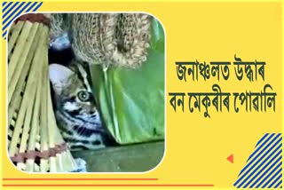 Wildcat kittens rescued in Goalpara