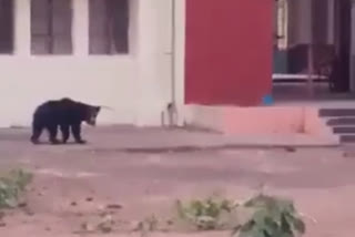 Bear Entered in Residential Area