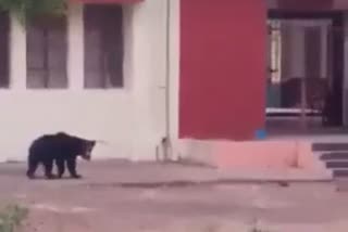 Bear roaming in school of Umaria