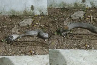 A snake swallows other snake  Andhra Pradesh news  Visakhapatnam news  cannibalism  പാമ്പ് മറ്റൊരു പാമ്പിനെ വിഴുങ്ങുന്ന വീഡിയോ  കാനിബലിസം  വിശാഖപട്ടണം വാര്‍ത്ത