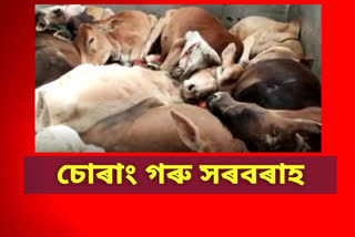 বোকাখাত আৰক্ষীৰ অভিযানত জব্দ তিনিখন বাহনসহ ২৭ টা গৰু