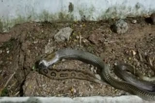 A snake swallows another snake spits it out later