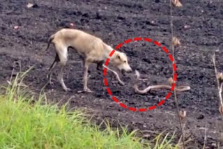 Fight between Cobra and dog: Both lives ended up being dead