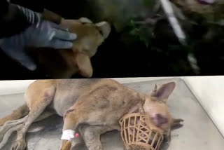 തെരുവ് നായയെ ആക്രമിച്ചു  പട്ടത്ത് തെരുവ് നായക്കെതിരെ മര്‍ദനം  പട്ടം കെഎസ്‌ഇബി ഓഫീസില്‍ തെരവ് നയക്കെതിരെ മര്‍ദനം  Pattom kseb office  kseb employee brutally beaten a street dog  street dog injured