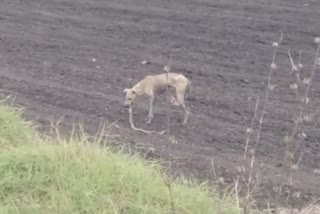 Fight between Cobra and dog karnataka