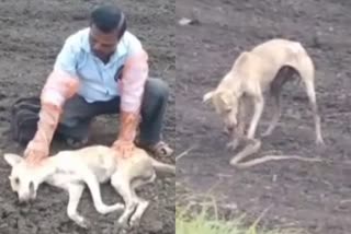 Viral Video brave dog attacks cobra  karnataka brave dog attacks cobra and dies  ഉടമയെ രക്ഷിക്കാന്‍ ഏറ്റുമുട്ടി മൂര്‍ഖനെ കൊന്ന നായ ചത്തു