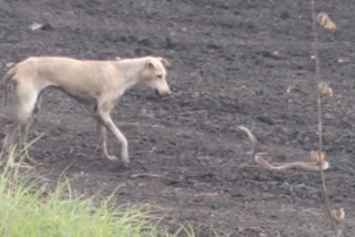 Fight between Cobra and dog