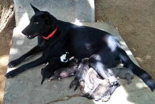 dog protecting mercenaries from snakes