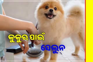 Special Pet Dog Salon in Aurangabad