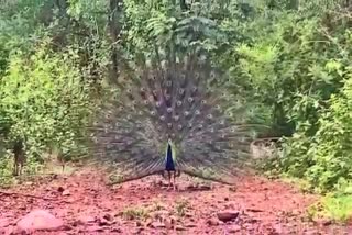 Peacock Dance In Sandur Forest