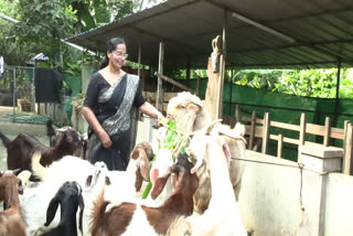 ശോഭനാ വിജയന്‍  പൊതു പ്രവര്‍ത്തനത്തിനിടയിലും കൃഷിയെ സ്‌നേഹിച്ച് ശോഭനാ വിജയന്‍  Nedunkandam Grama Panchayat President Shobhana Vijayan  Nedunkandam Grama Panchayat President Shobhana Vijayans agriculture  കൃഷിയിൽ ശോഭിച്ച് ശോഭന വിജയൻ