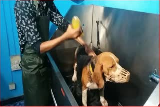 SPECIAL PET DOG SALON IN AURANGABAD MAHARASHTRA