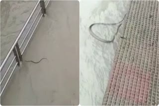 snake in ganga