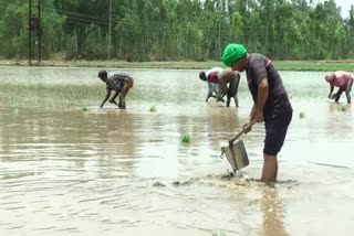 relief in rain in Ambala