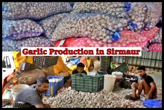 Garlic Production in Sirmaur