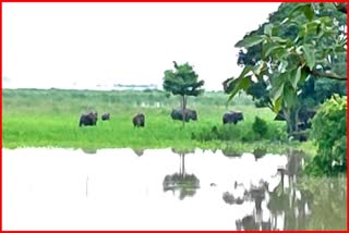 elephant-menace-at-jakhalabandha-in-nagaon