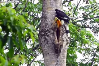 Hornbill feeding his partner melts hearts