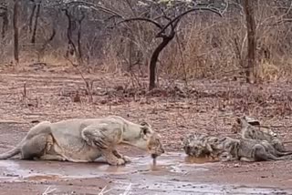 Lion family has seen quenching thirst in torrential rain  ജുനഗര്‍ വനത്തില്‍ മഴ പെയ്തതോടെ വെള്ളം കുടിക്കുന്ന സിംഹങ്ങള്‍  ഗുജറാത്തിലെ ജുനഗര്‍ വനത്തില്‍ മഴ