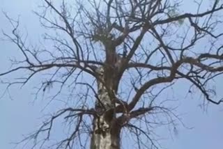 Tree in Heritage Category : છોટા ઉદેપુરના ટુંડવા ગામનું 250 વર્ષ જૂનું વૃક્ષ હેરિટેજ કેટેગરીમાં