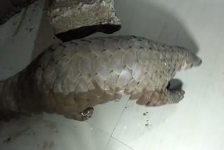 pangolin rescue by STF and two arrest from subarnapur