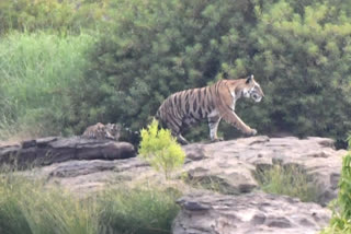 first time in Panna Tiger Reserve income increase