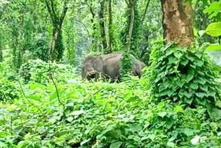 Elephants Entered at Tufanganj