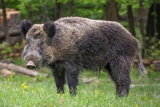 Terror of wild boar in Bageshwar