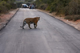 Tigress ST 3 died in Sariska Tiger Reserve