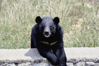 One killed and eight injured in a bear acctack: Andhra Pardesh