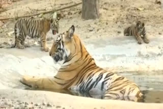 Tiger tara with Two Cubs