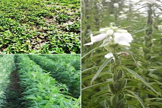 Sesame Cultivation in Bankura