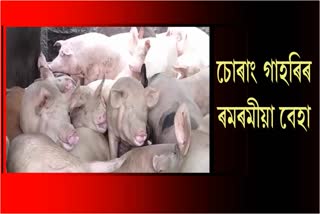 illegal-pig-smuggling-at-amguri