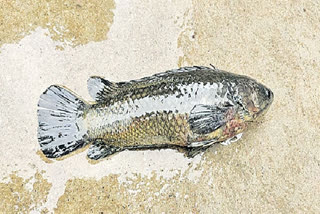 Live fish in the Kaleswaram forest area