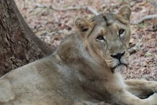 Van Vihar Lioness Death