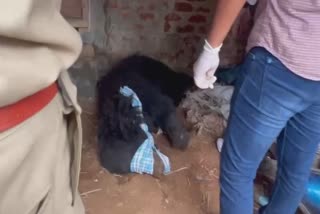 Authorities caught bear attacked on farmers andhra pradesh