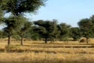 Khejri trees cut for Solar power project in Jodhpur