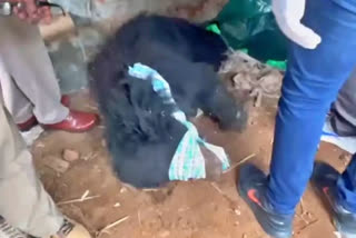 Andhra Pradesh: Bear that killed one, injured eight dies