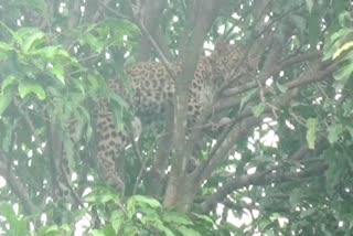 leopard seen sleeping on mango tree west bengal