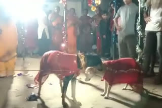 Unique marriage of dog and dog according to Hindu customs