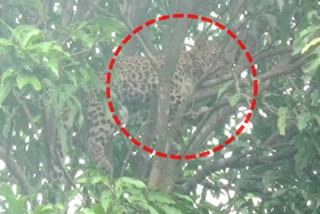 Villagers panic as leopard seen sleeping on mango tree